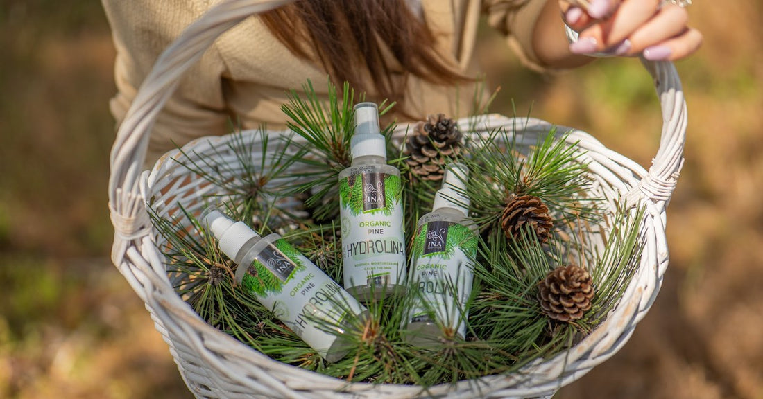 Naalden van de grove den Pinus sylvestris en Biologisch Witte Dennenwater Hydrolina