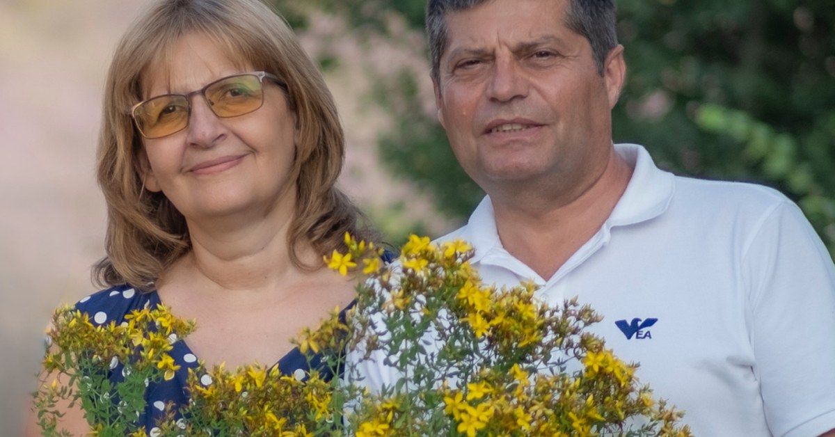 Sint-janskruid Hypericum perforatum geoogst door de familie Ralchevi