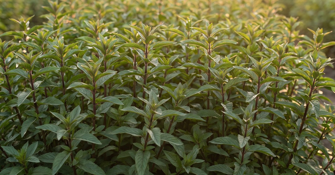 Pepermunt Mentha piperita en Biologisch Pepermuntwater Hydrolina